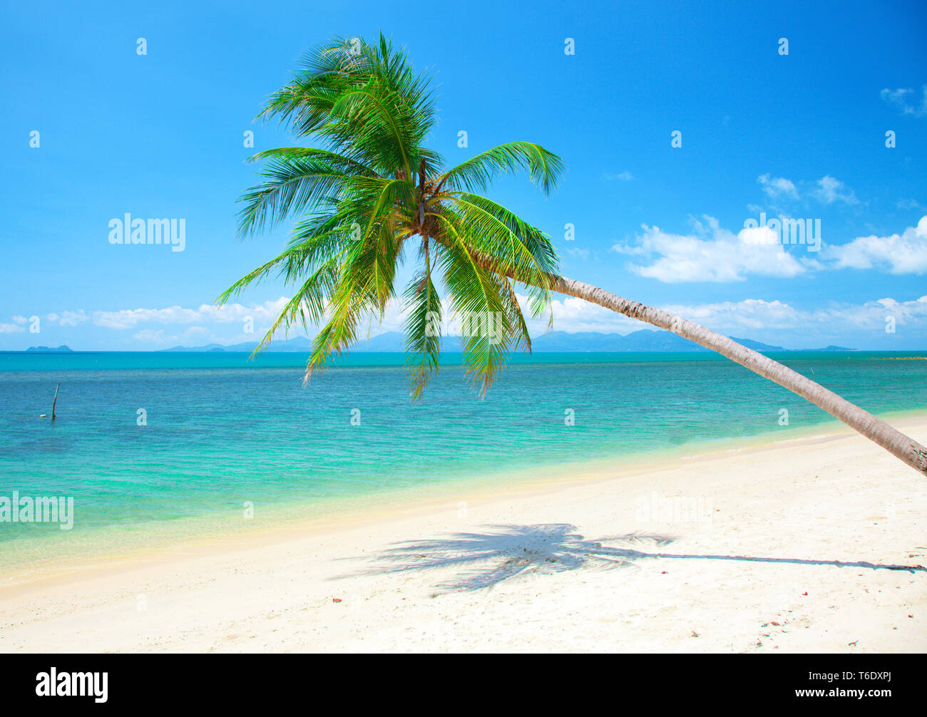 Plage tropicale avec cocotier Banque D'Images