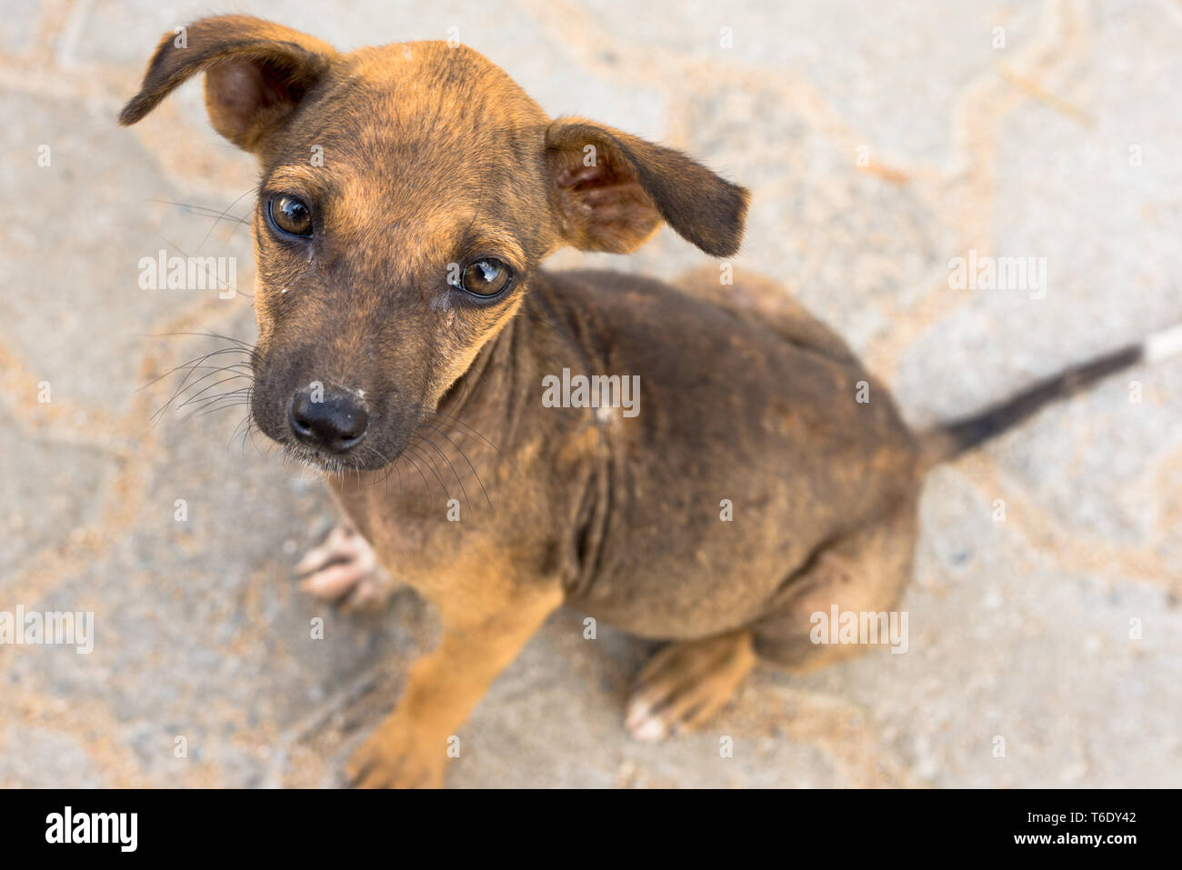 Petit chien paria indienne dans les rues de Tissamaharama Banque D'Images