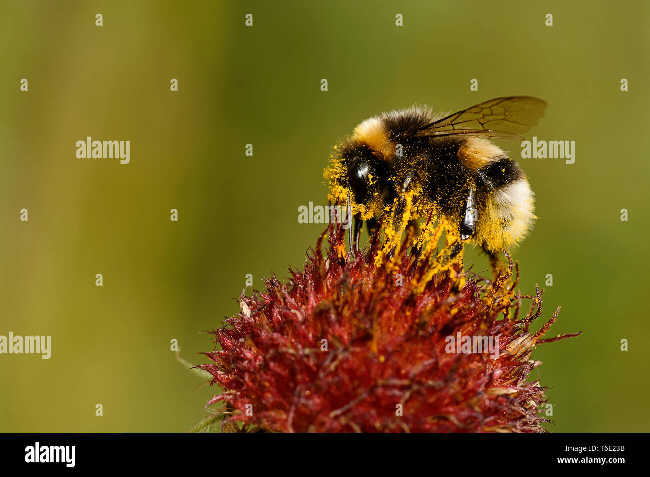 Auf einem Erdhummel Purpur-Sonnenhut Banque D'Images