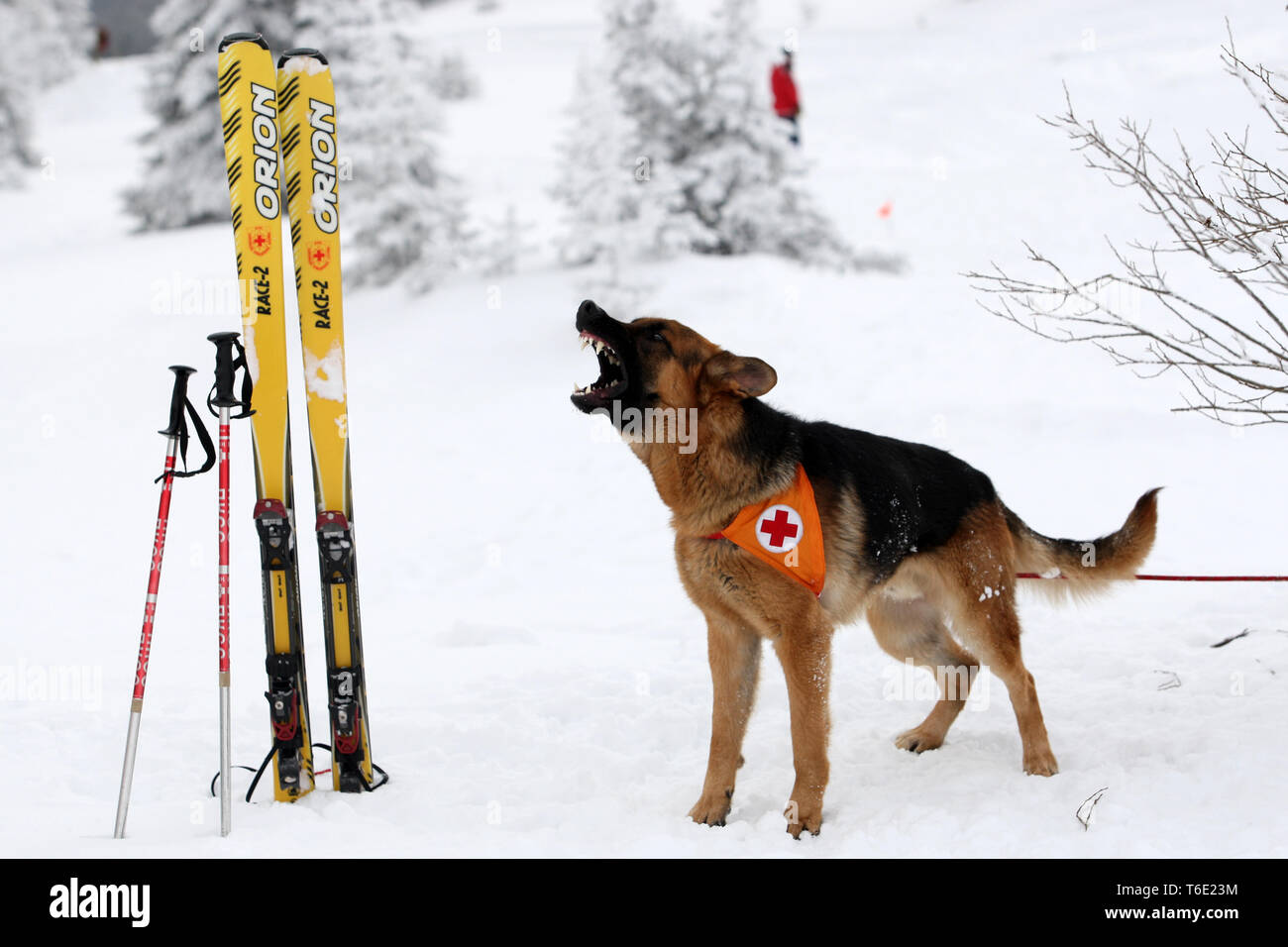 Sauveteur de la montagne au service de sauvetage Croix-Rouge bulgare Banque D'Images