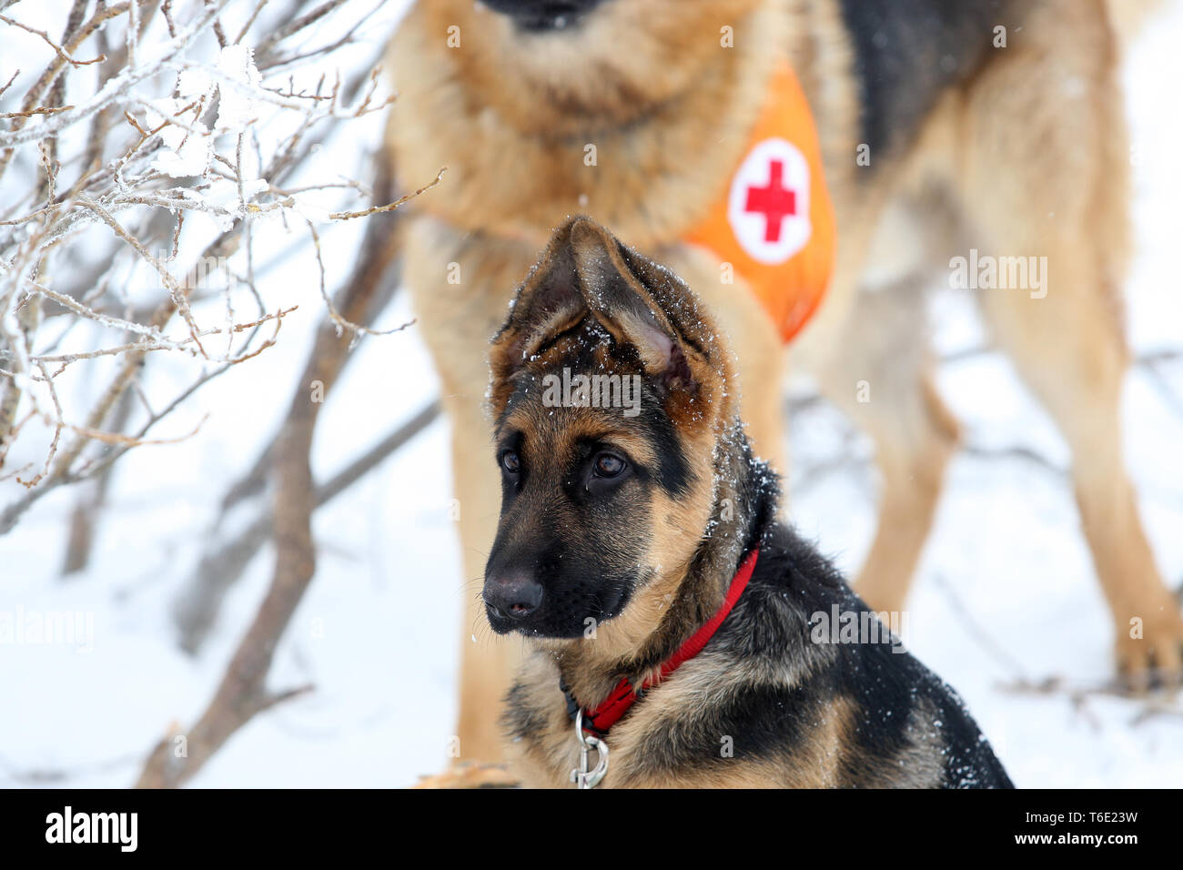 Sauveteur de la montagne au service de sauvetage Croix-Rouge bulgare Banque D'Images