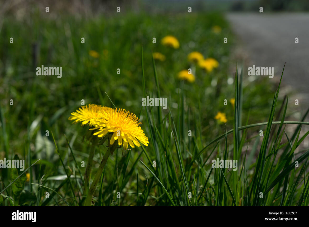 Gros plan du Taraxacum pissenlit fleur Banque D'Images