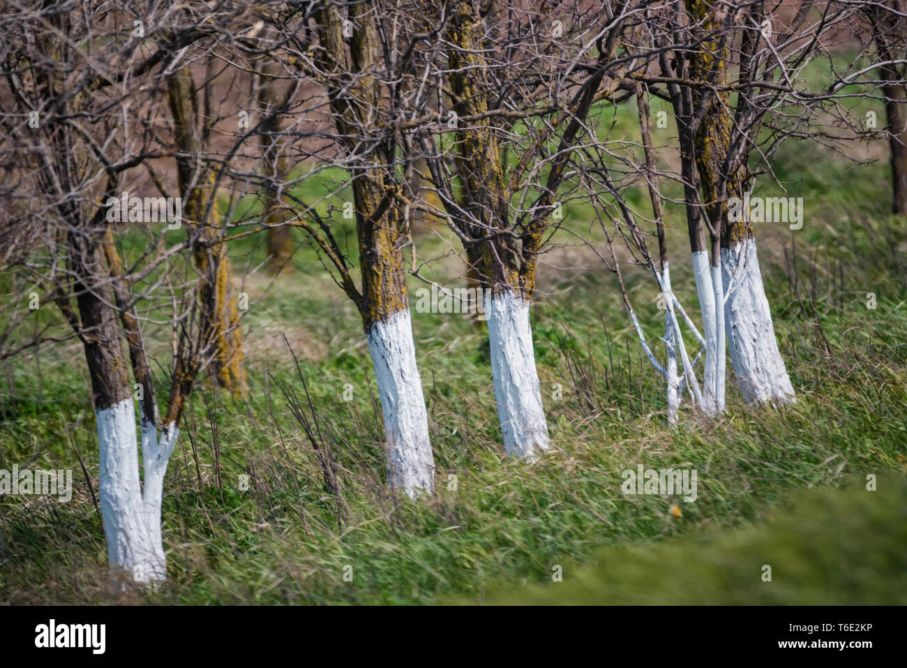 Les arbres de fruits blancs en steppe au printemps Banque D'Images