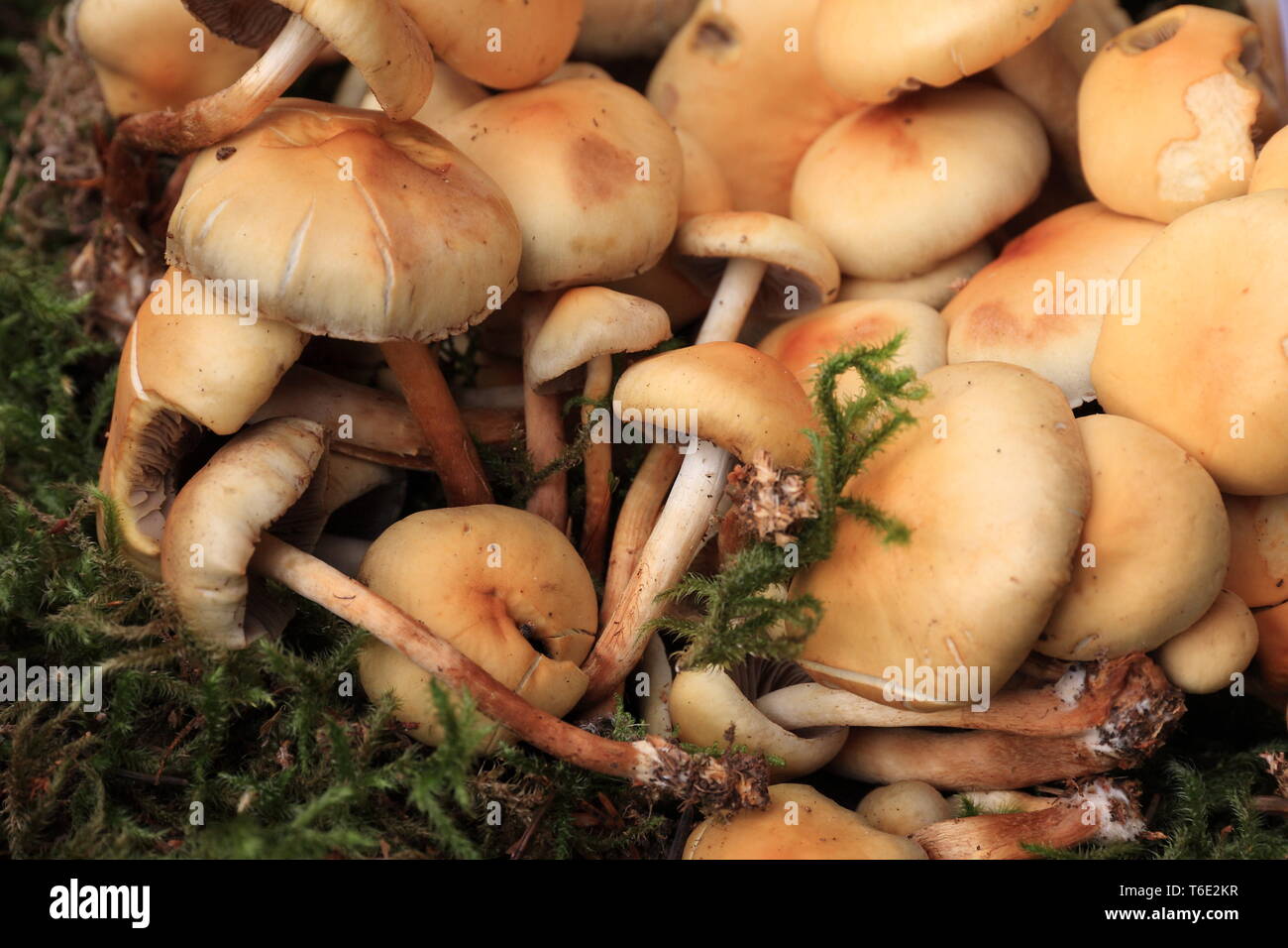 Hypholoma capnoides Banque D'Images