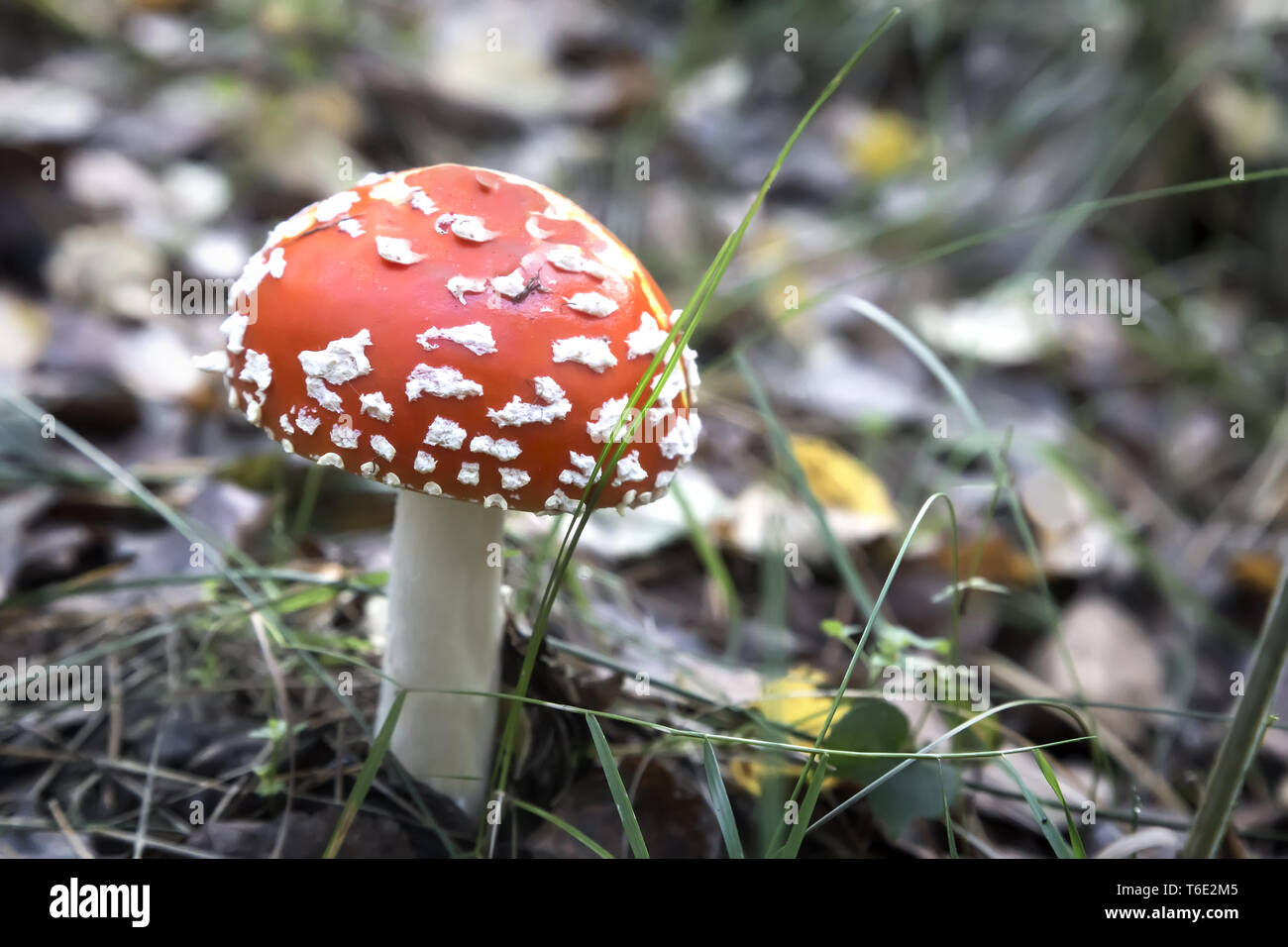 Agaric fly de champignons dans la forêt, dans une clairière. Banque D'Images