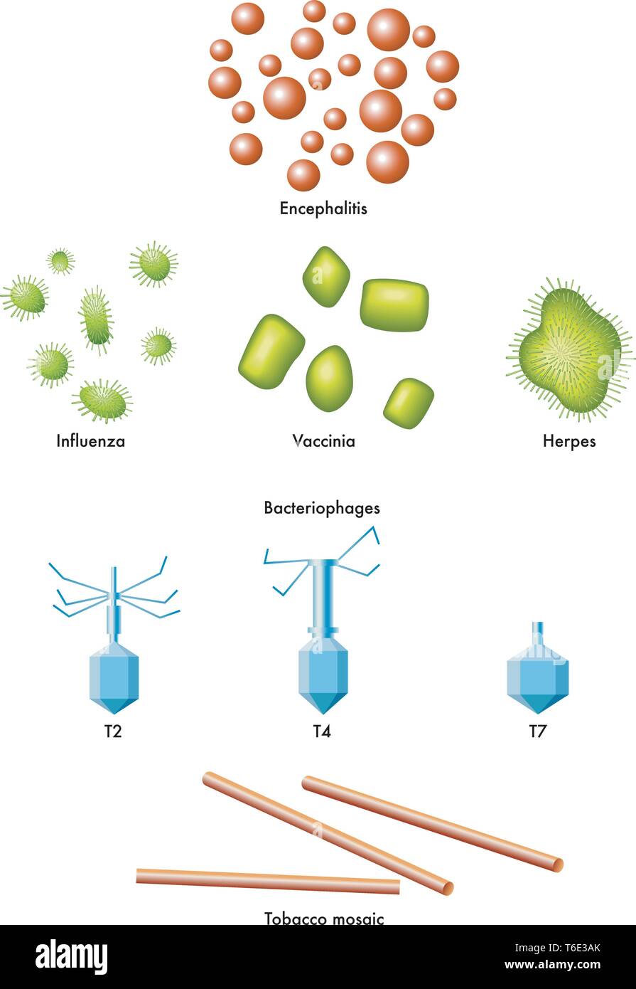 Illustration médicale de certains types de virus Illustration de Vecteur