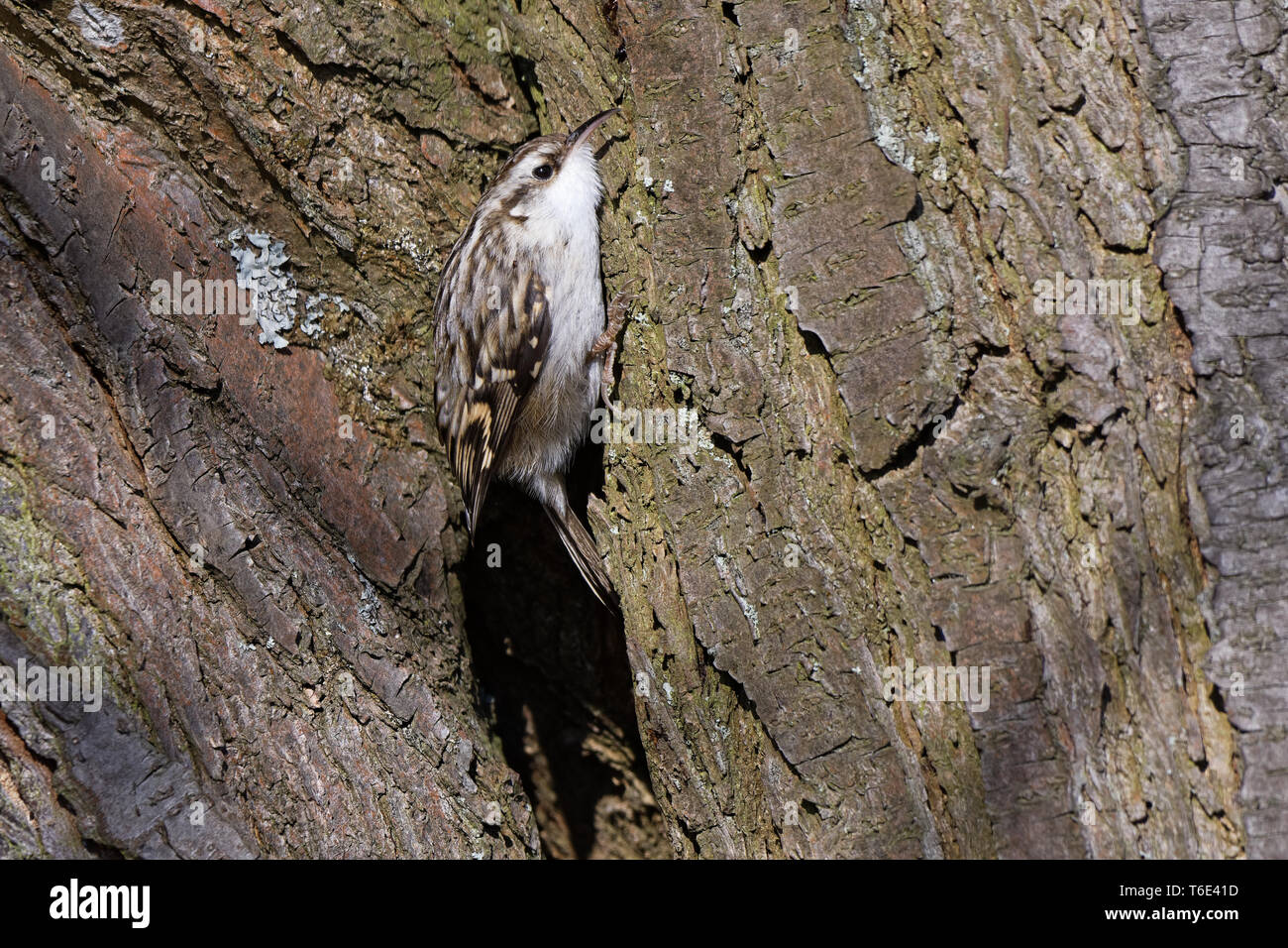 Bruant eurasien Banque D'Images