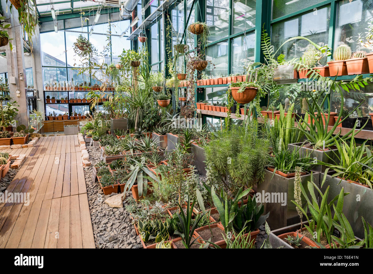 Cactus exotiques rares Banque D'Images