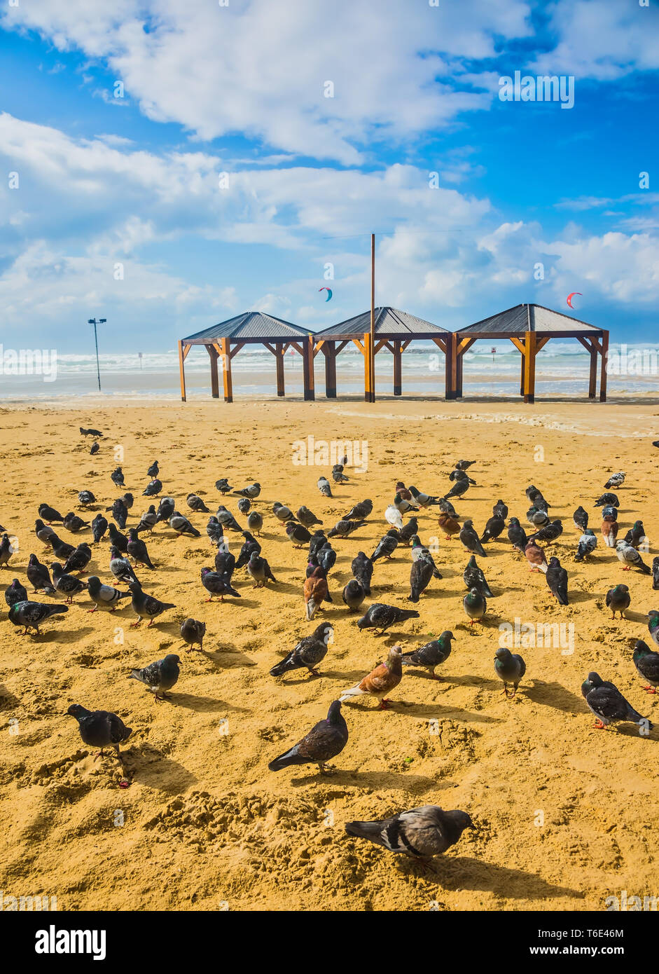 Grande bande de pigeons se reposant sur la plage Banque D'Images