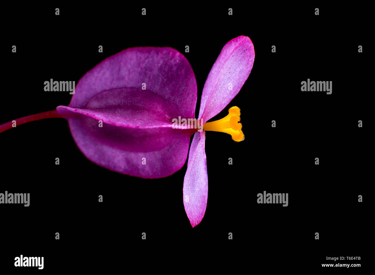 Dragon wing begonia macro sur fond noir Banque D'Images