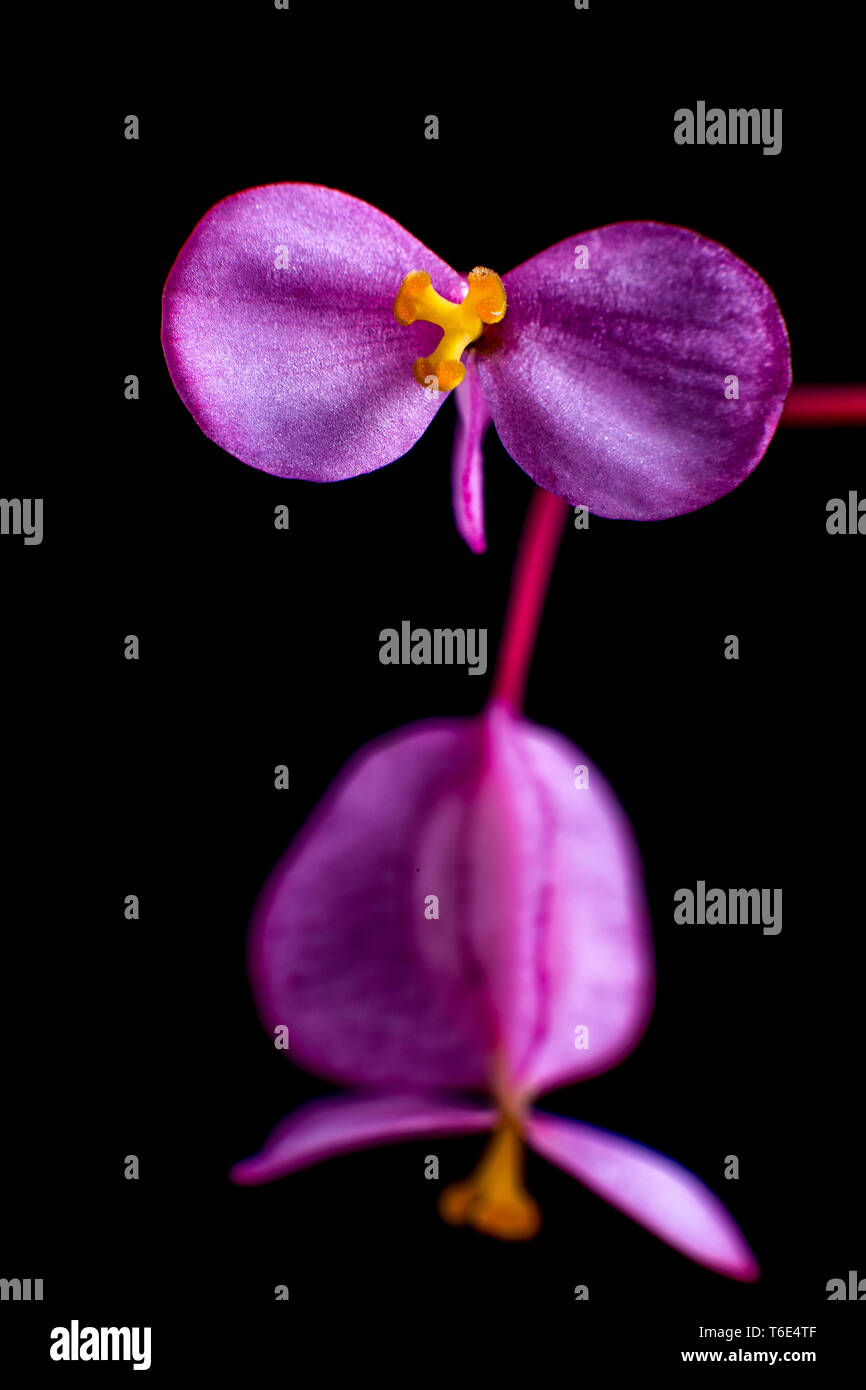 Le begonia dragon wing Banque D'Images