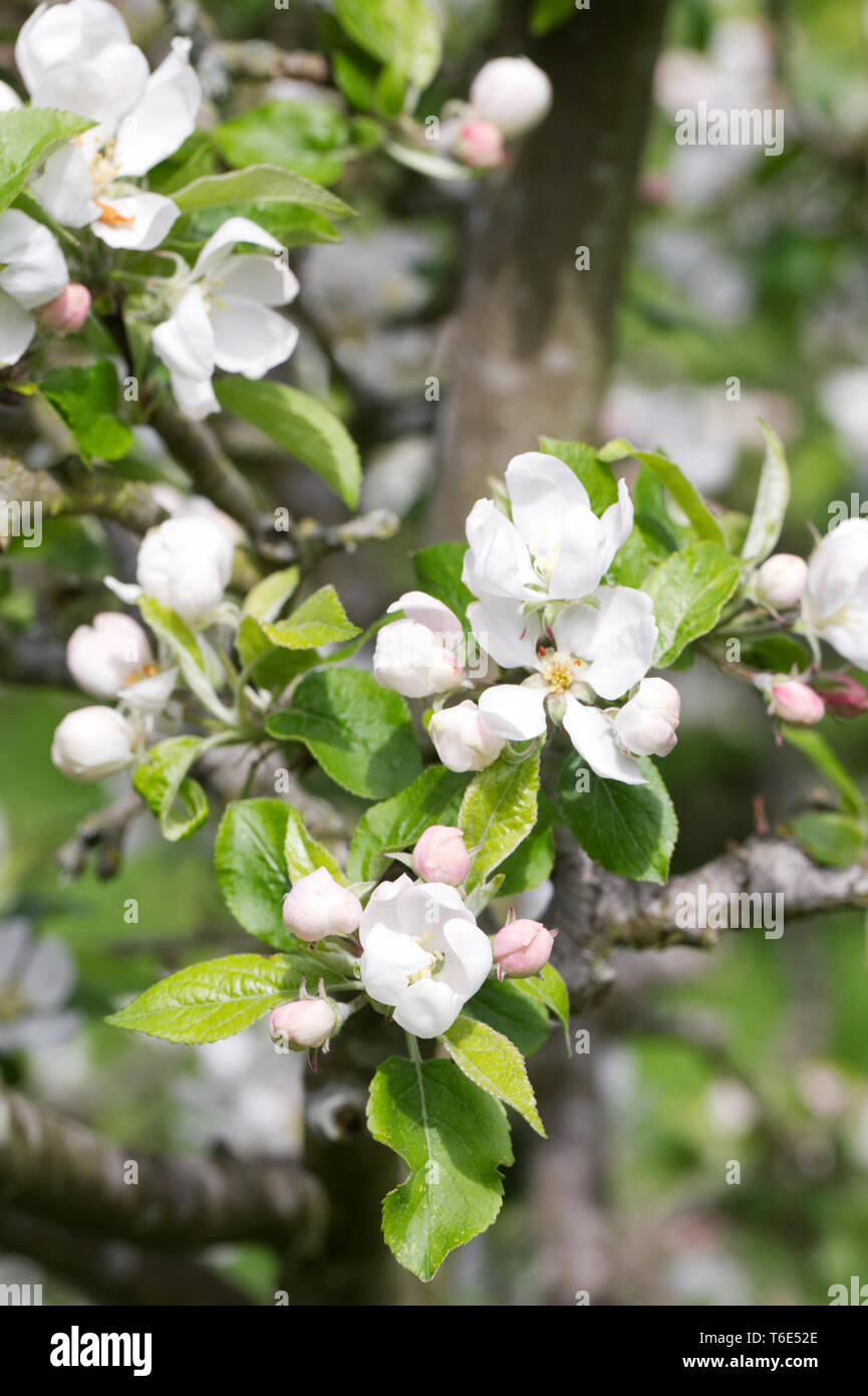 Malus Blossom. Apple Blossom au printemps. Banque D'Images