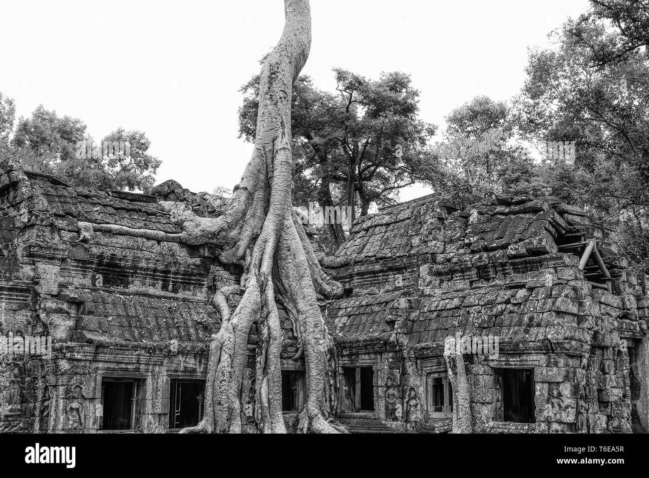 Les racines des arbres couvrant les ruines de Ta Prohm Banque D'Images