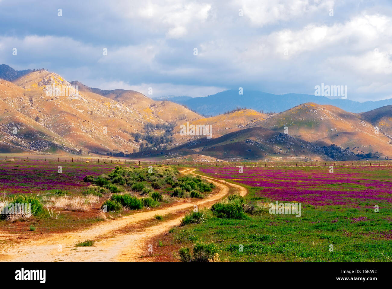 Chemin de terre coupant à travers champs de fleurs sauvages sous ciel nuageux. Banque D'Images