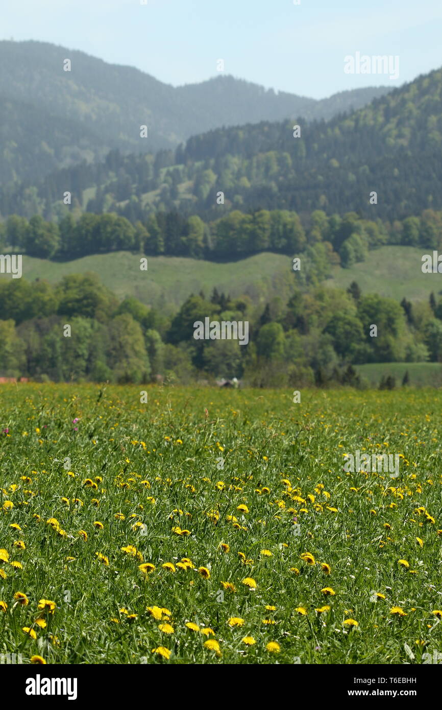 Fleurs de pissenlit sur un champ Banque D'Images Fleurs de pissenlit sur un champ Banque D'Images