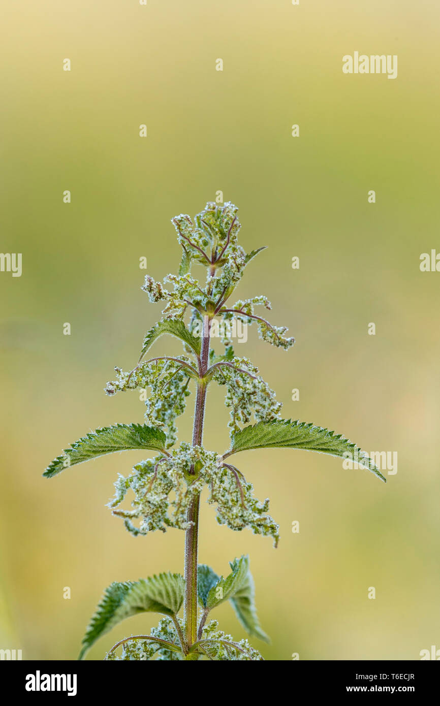 Ortie Urtica dioica ; ; ; floraison UK Banque D'Images