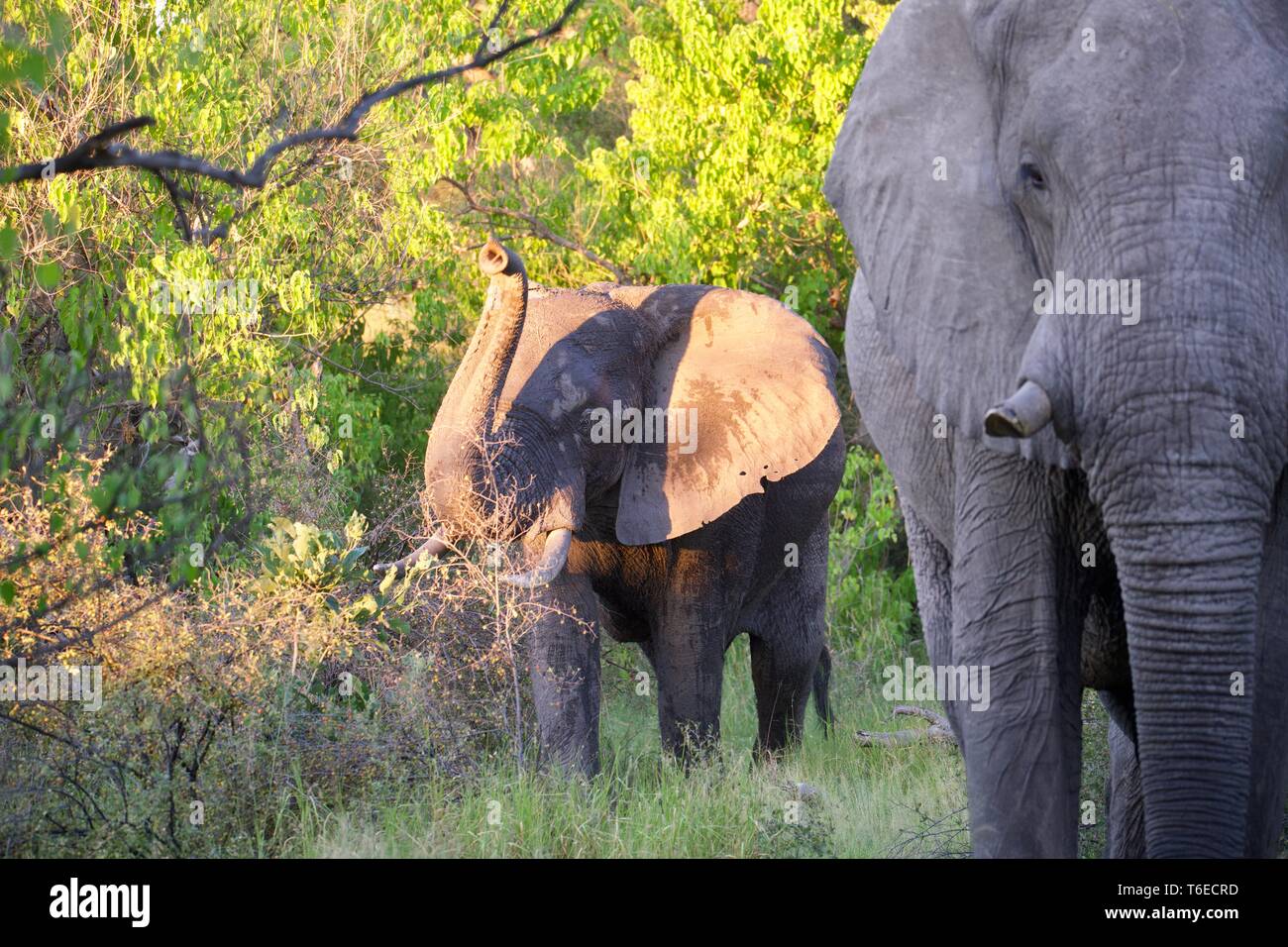 L'éléphant d'Afrique à Moremi Banque D'Images