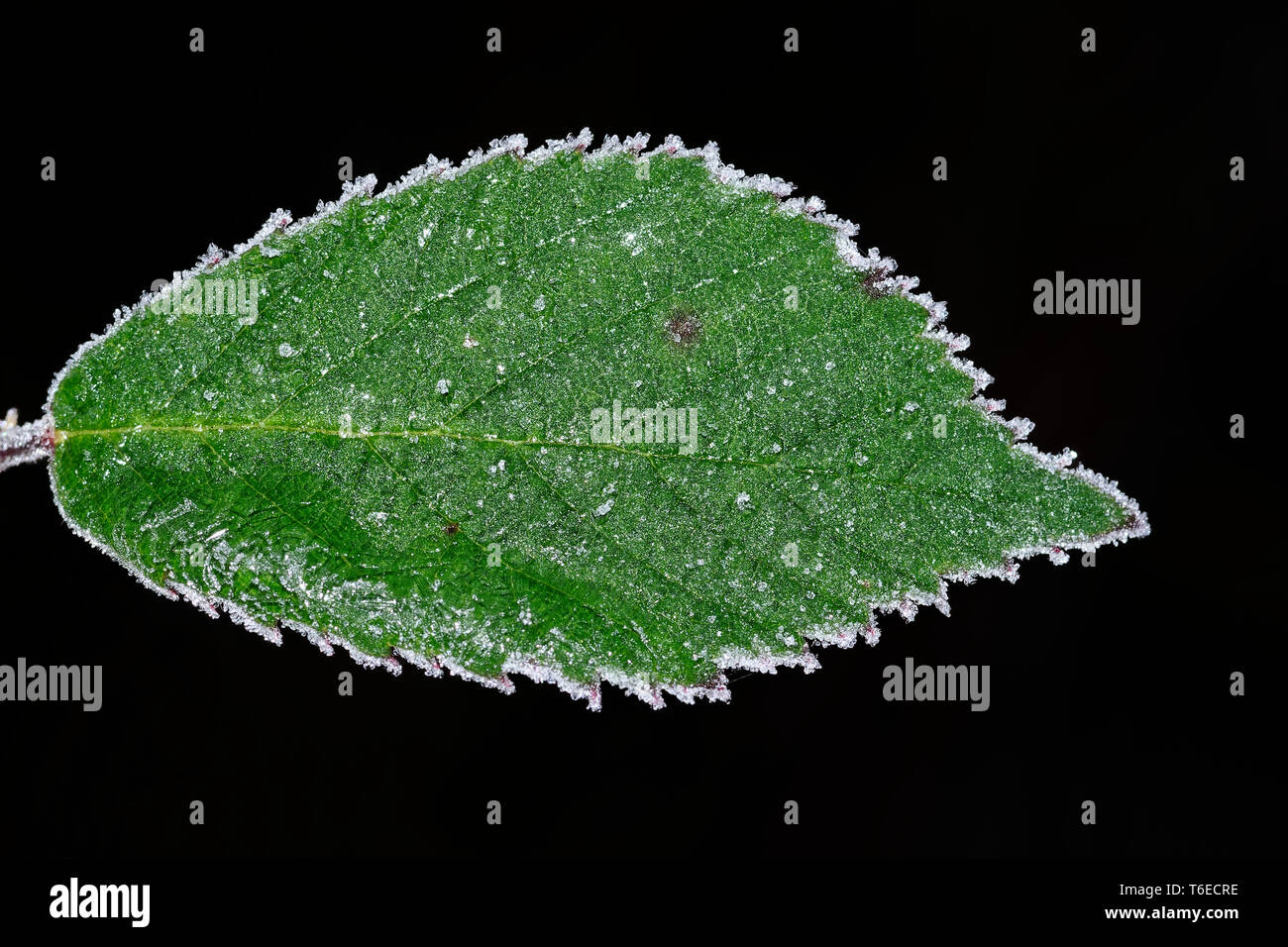 Cristaux de glace sur une feuille Banque D'Images