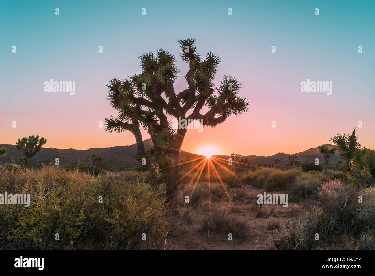 Sunburst parmi les arbres de Joshua Joshua Tree National Park en Californie du Sud, Etats-Unis Banque D'Images