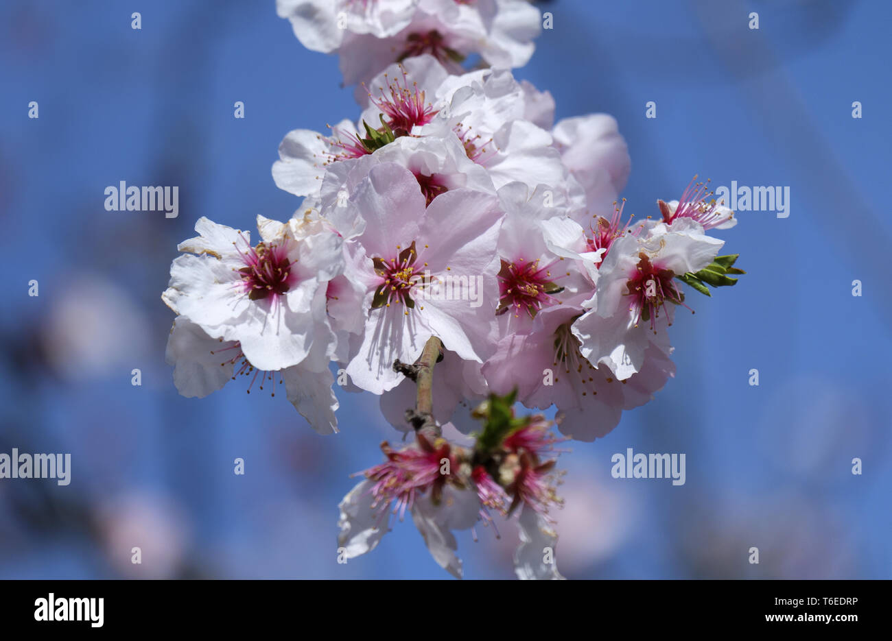 Fleur de l'amandier (Prunus dulcis) Banque D'Images