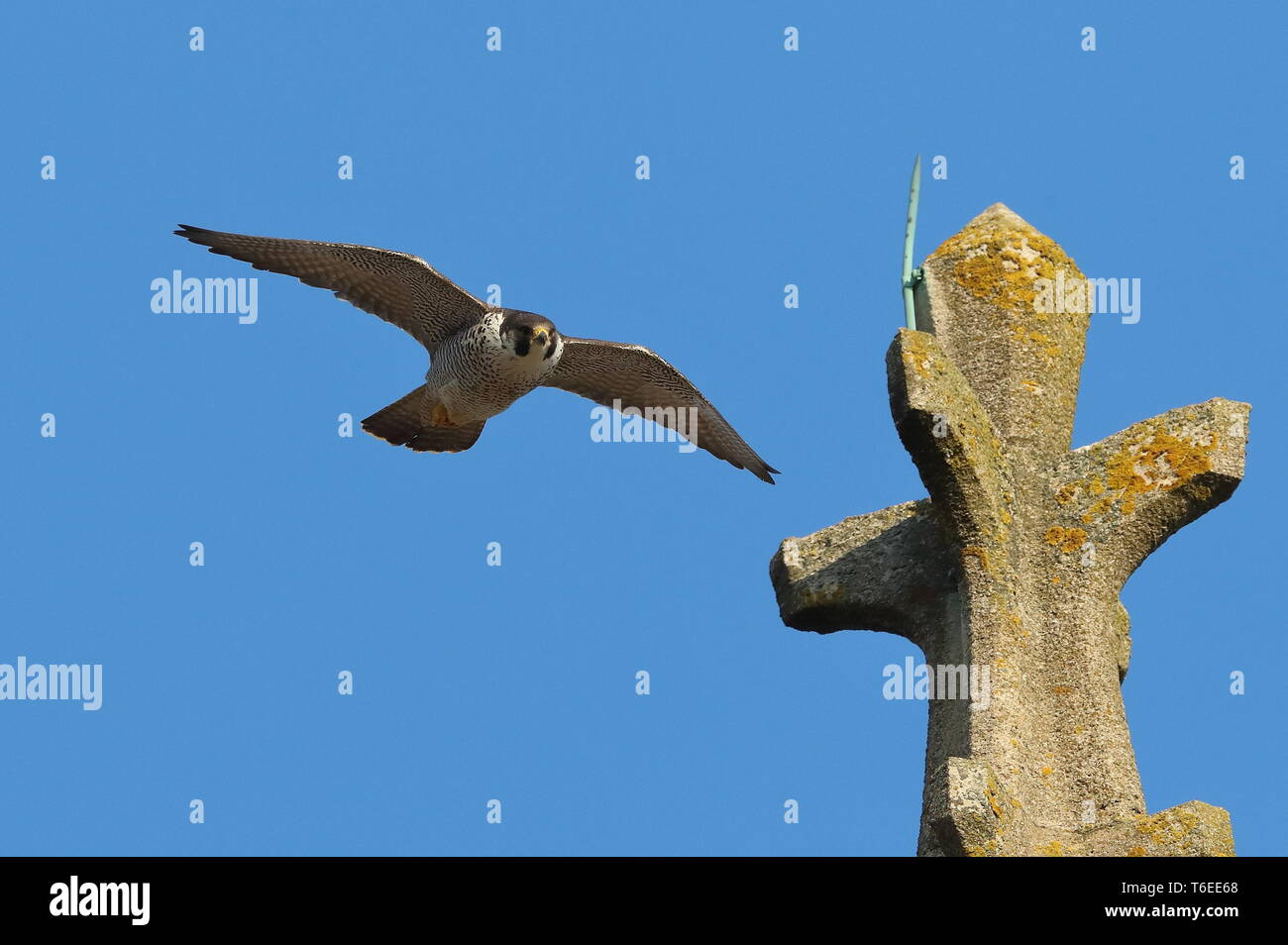 Le faucon pèlerin à l'église de Cromer Banque D'Images