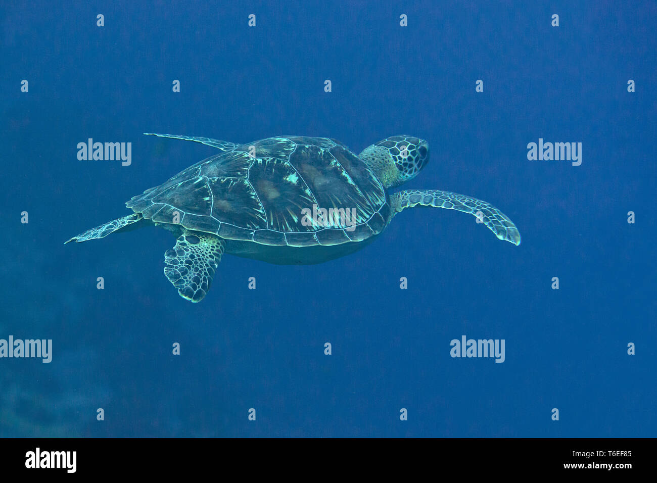 Tortue verte (Chelonia mydas) nage à la surface pour respirer l'air, Bali, Indonésie Banque D'Images