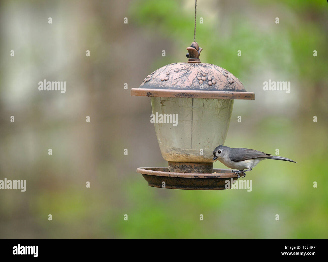 Nuthatches blanches perchées dans un mangeoire à oiseaux Banque D'Images