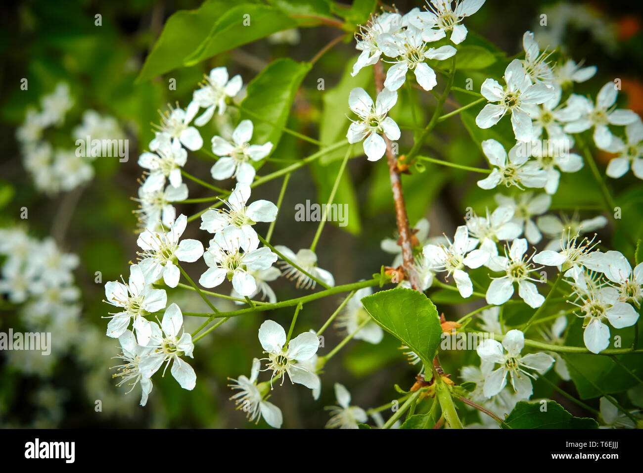 Fleurs d'un Prunus mahaleb au printemps Banque D'Images