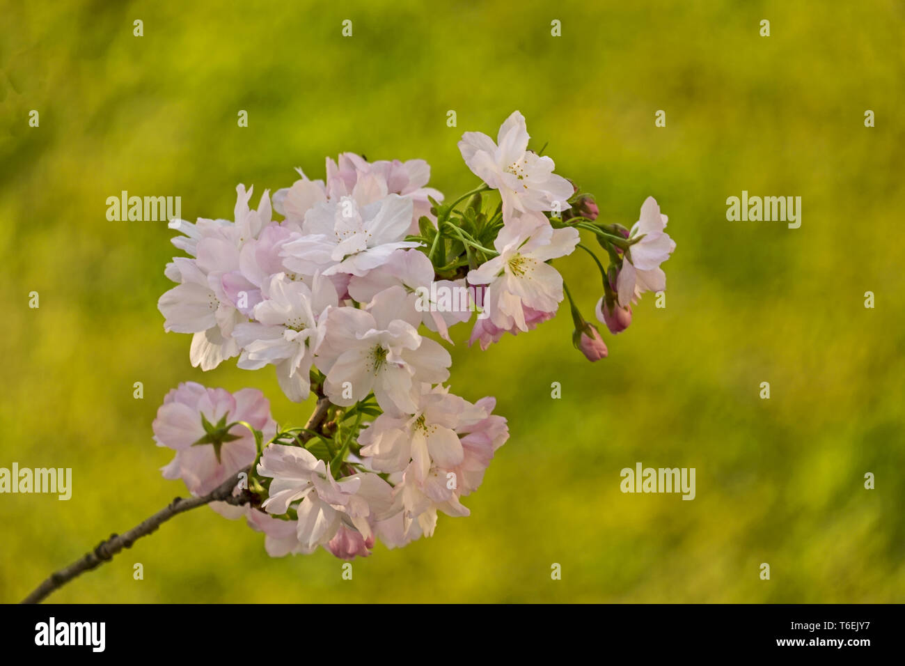 Japanese cherry (Prunus serrulata) Banque D'Images