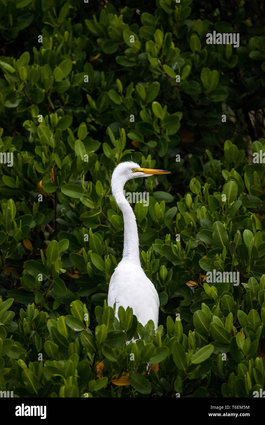 Des profils Grande aigrette Ardea alba oiseaux perches dans un arbre Banque D'Images