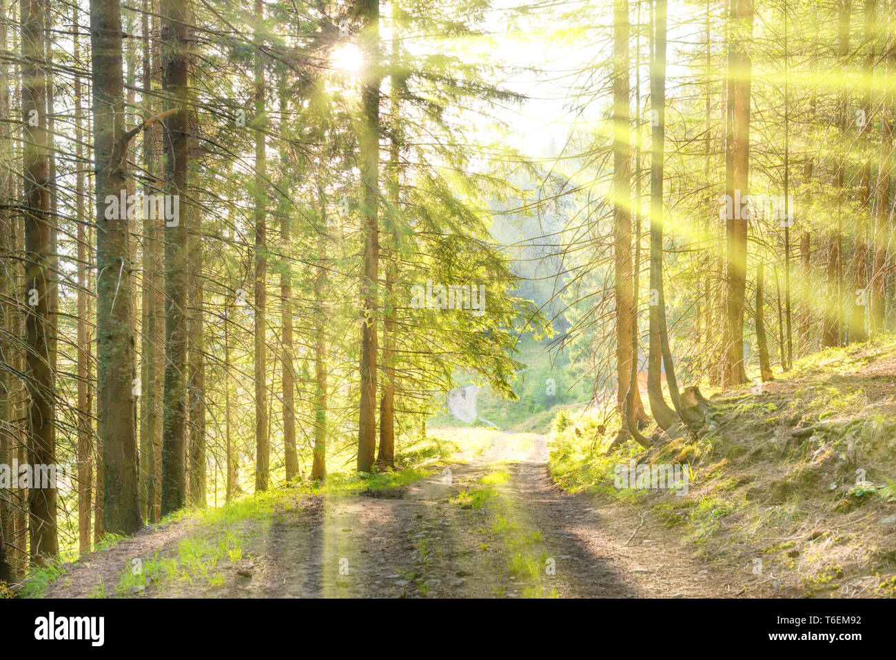 La forêt verte et rayons de lumière du soleil Banque D'Images