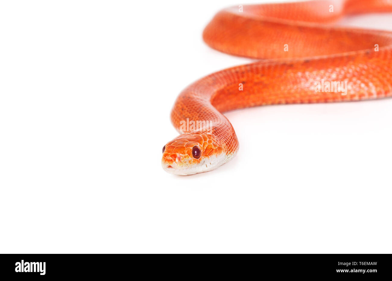 Serpent rouge sur fond blanc Banque D'Images