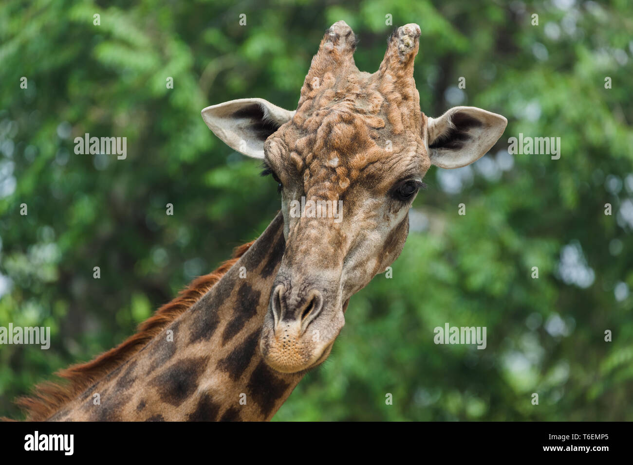 Girafe Banque D'Images