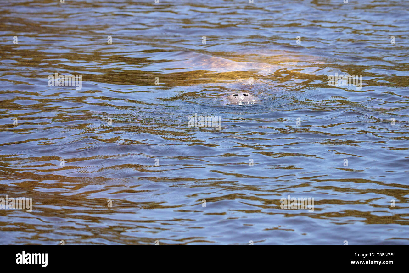 Mer lamantin vache soit pour un souffle d'air Banque D'Images