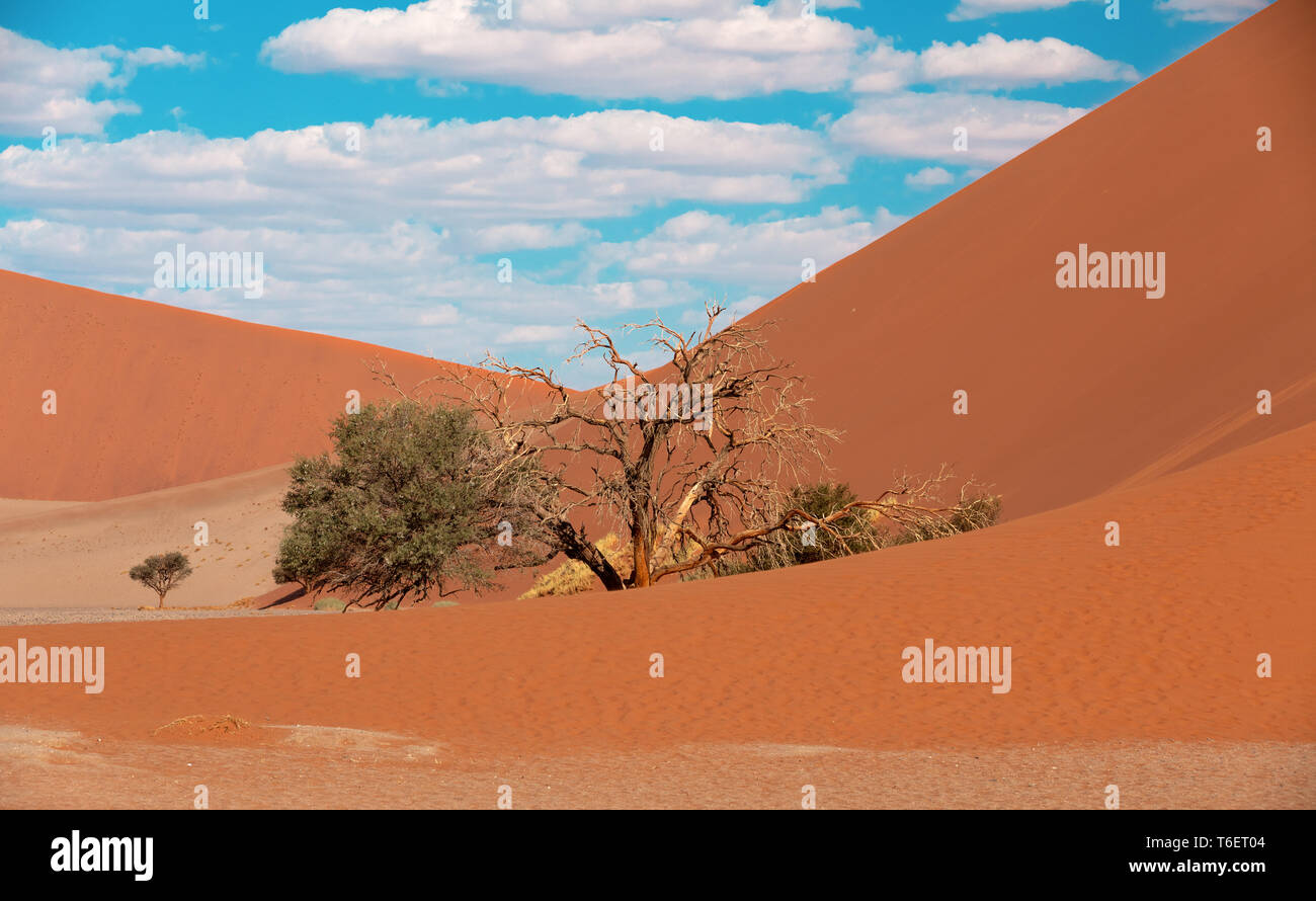 Dune 45 dans la région de Sossusvlei, Namibie desert Banque D'Images