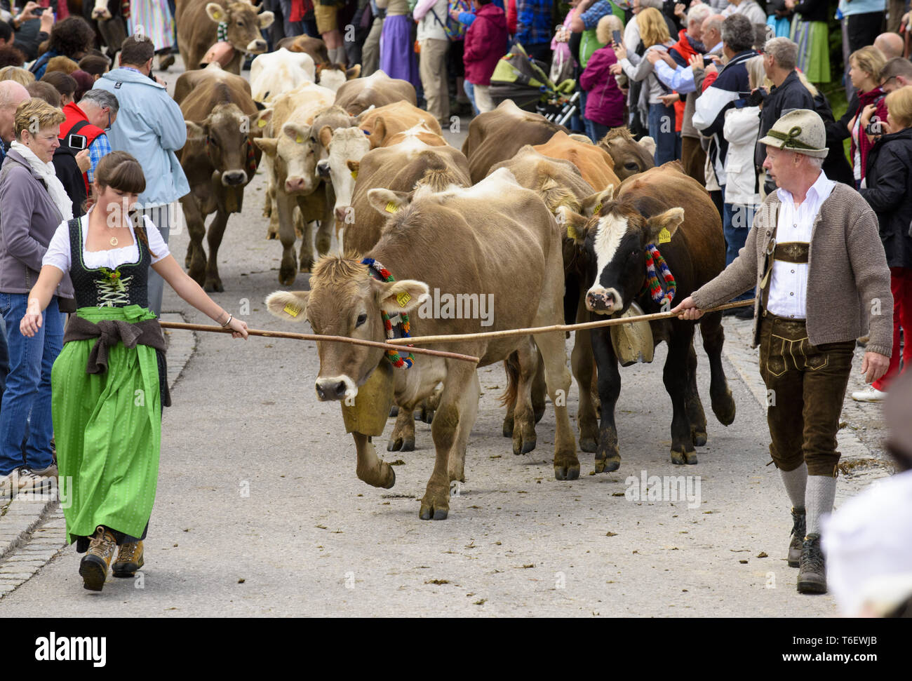 Traditionnel et annuel de descendre un troupeau de vaches avec des bergers en costume traditionnel pour la stabilité et la Bavière, Allemagne Banque D'Images