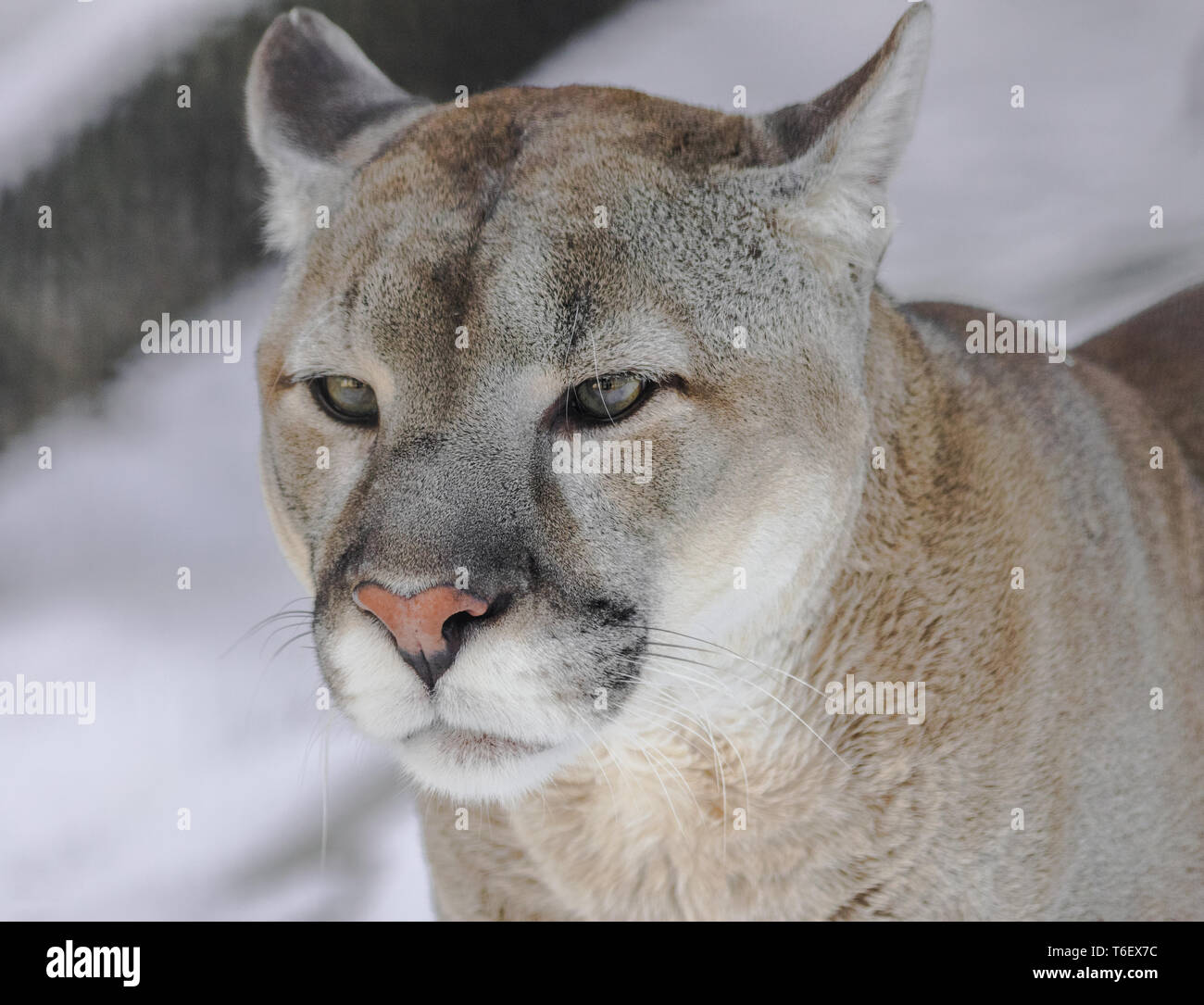 Portrait ( Puma concolor couguar) avec fond blanc neige Banque D'Images