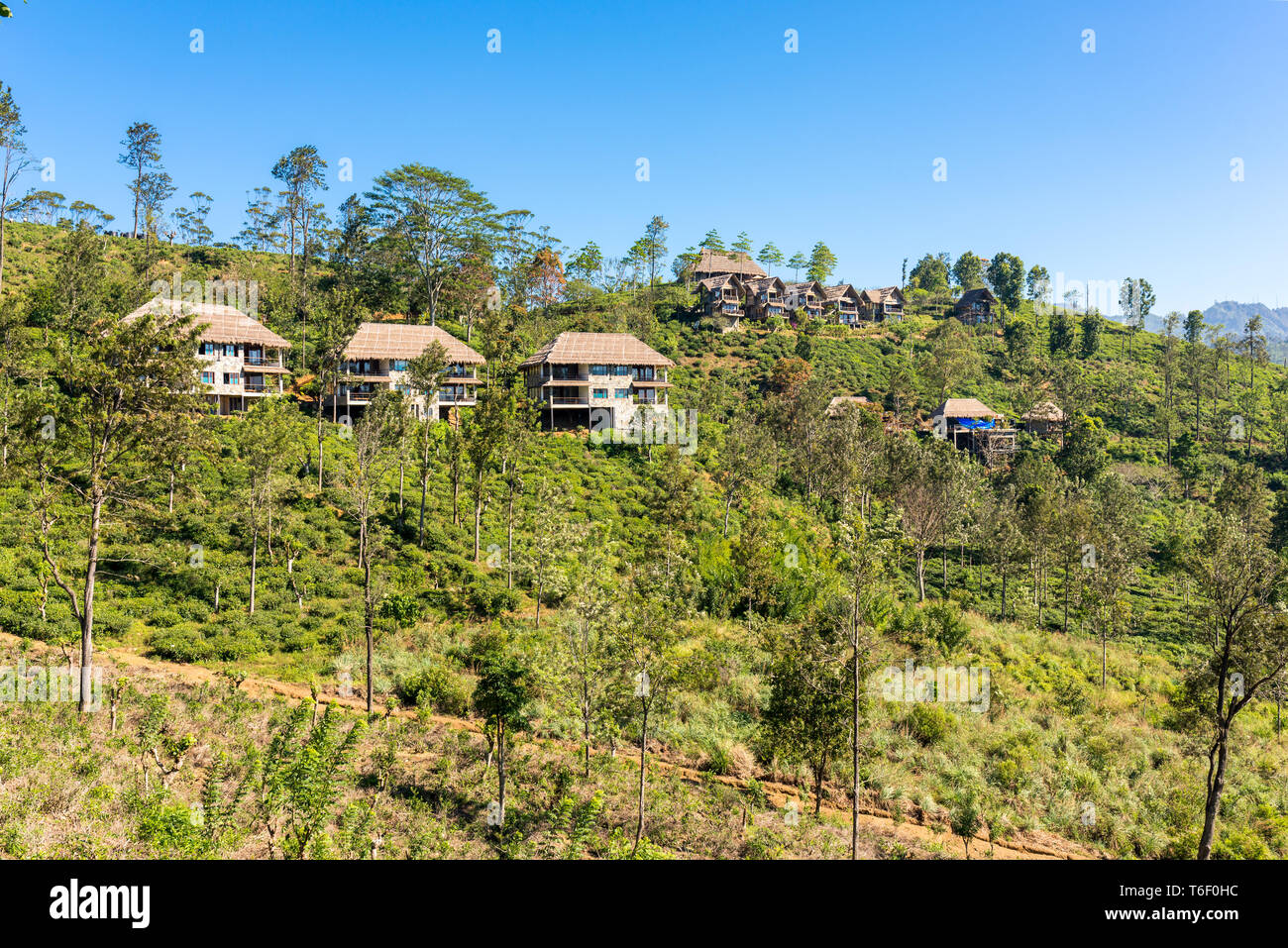 Plantation de thé à flanc de colline près de la petite ville d'Ella Banque D'Images