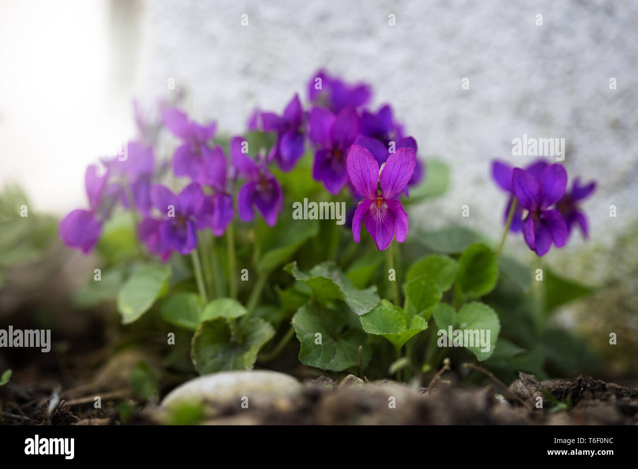 Violet parfumé, Viola odorata, gros plan Banque D'Images