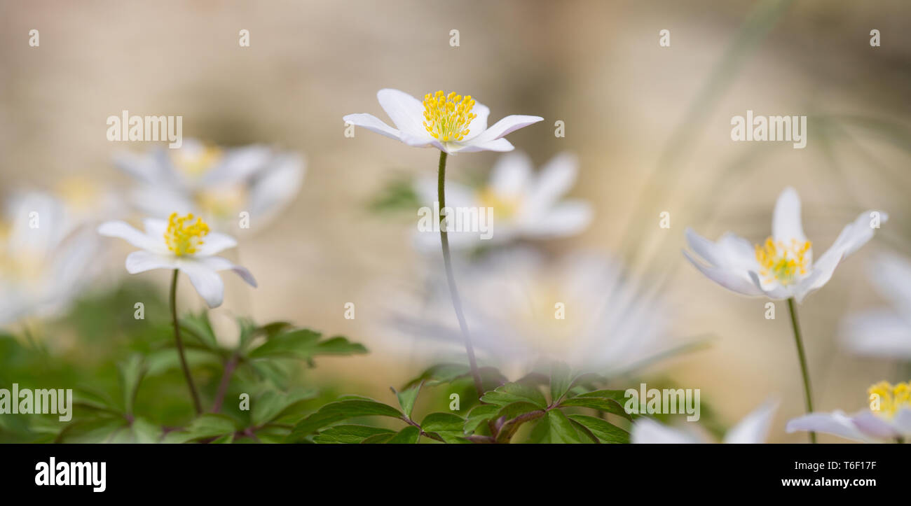 Thimbleweed ou windflower, Anemone nemorosa, allemagne Banque D'Images