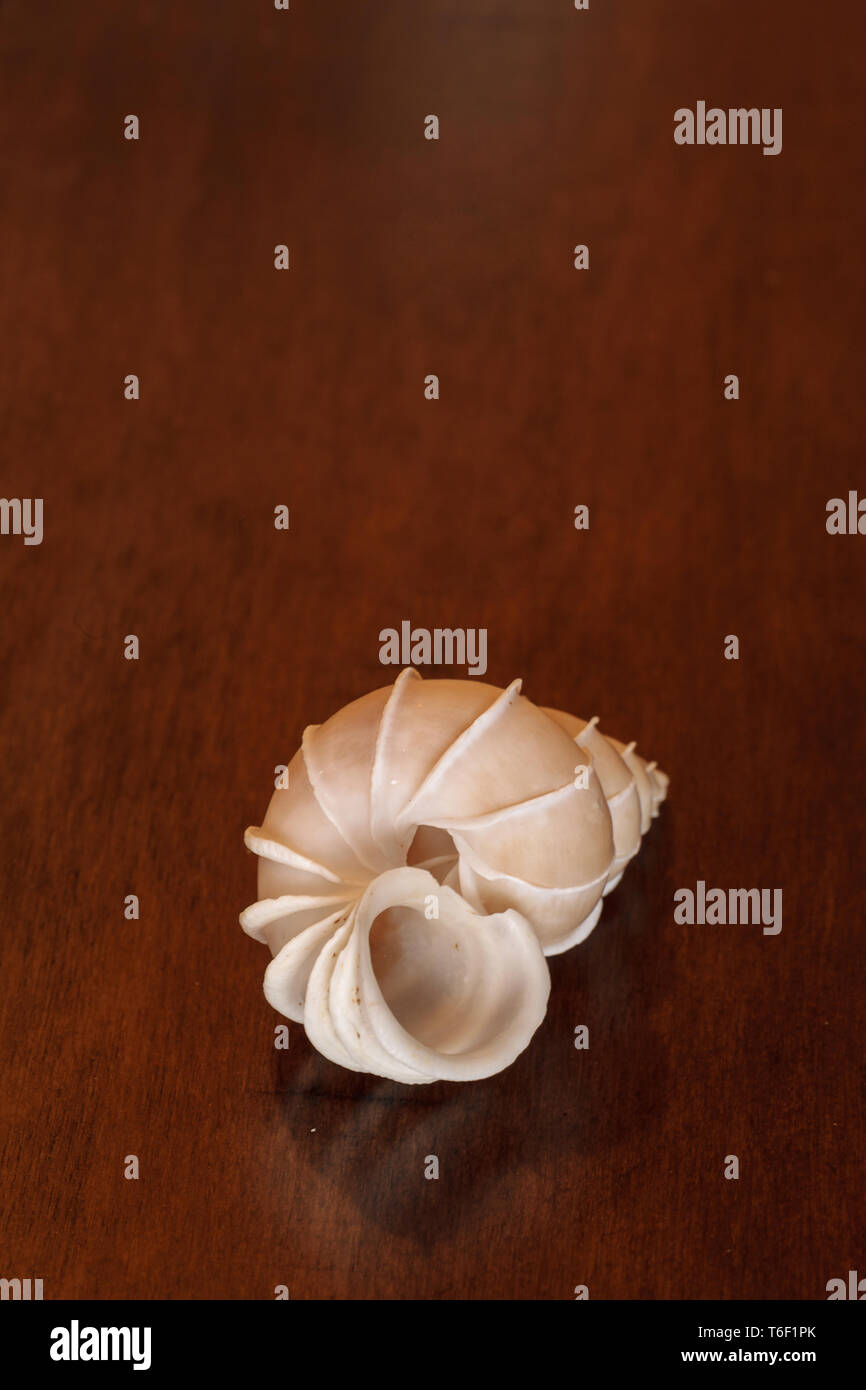 Wentletrap Epitonium scalare précieux seashell Banque D'Images