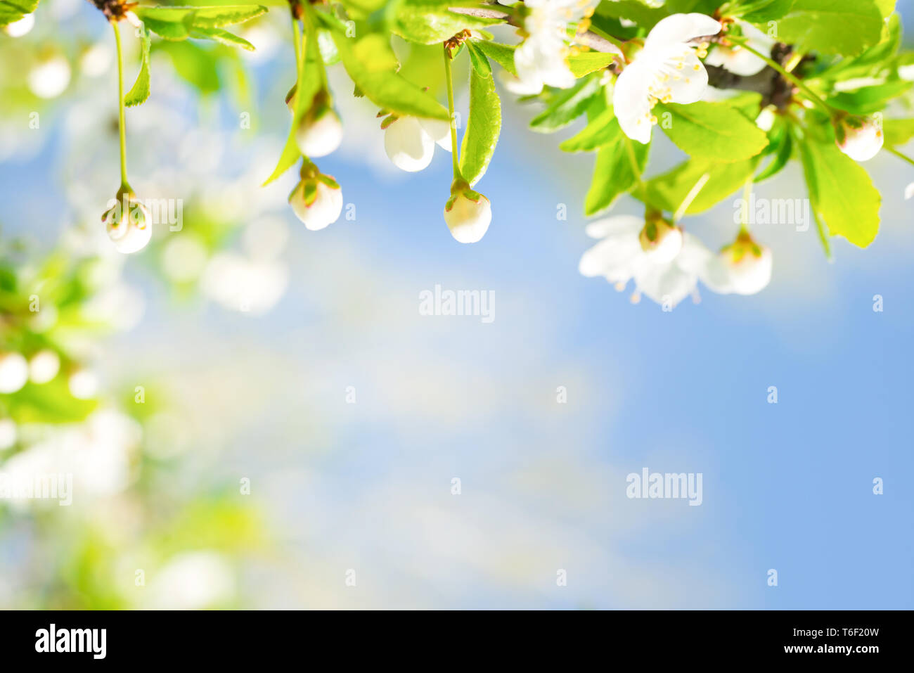 Fleurs blanches avec des bourgeons sur un cerisier en fleurs Banque D'Images