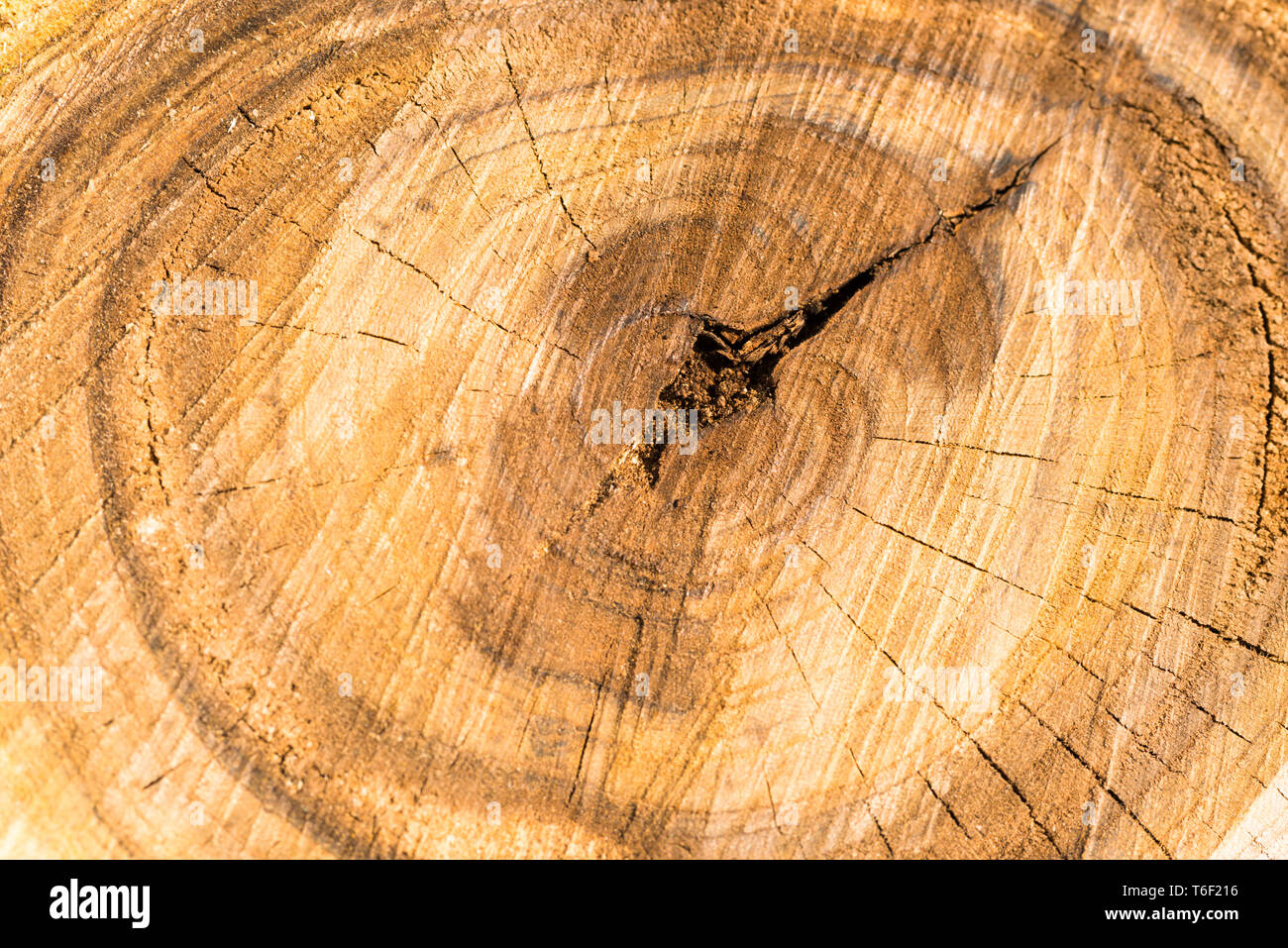 Tronc d'arbre en bois texture Banque D'Images