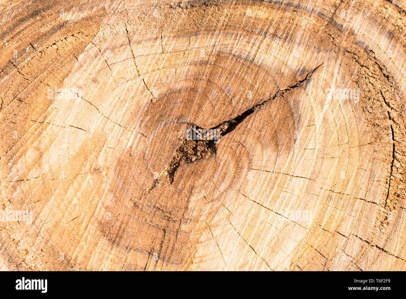 Tronc d'arbre en bois texture Banque D'Images