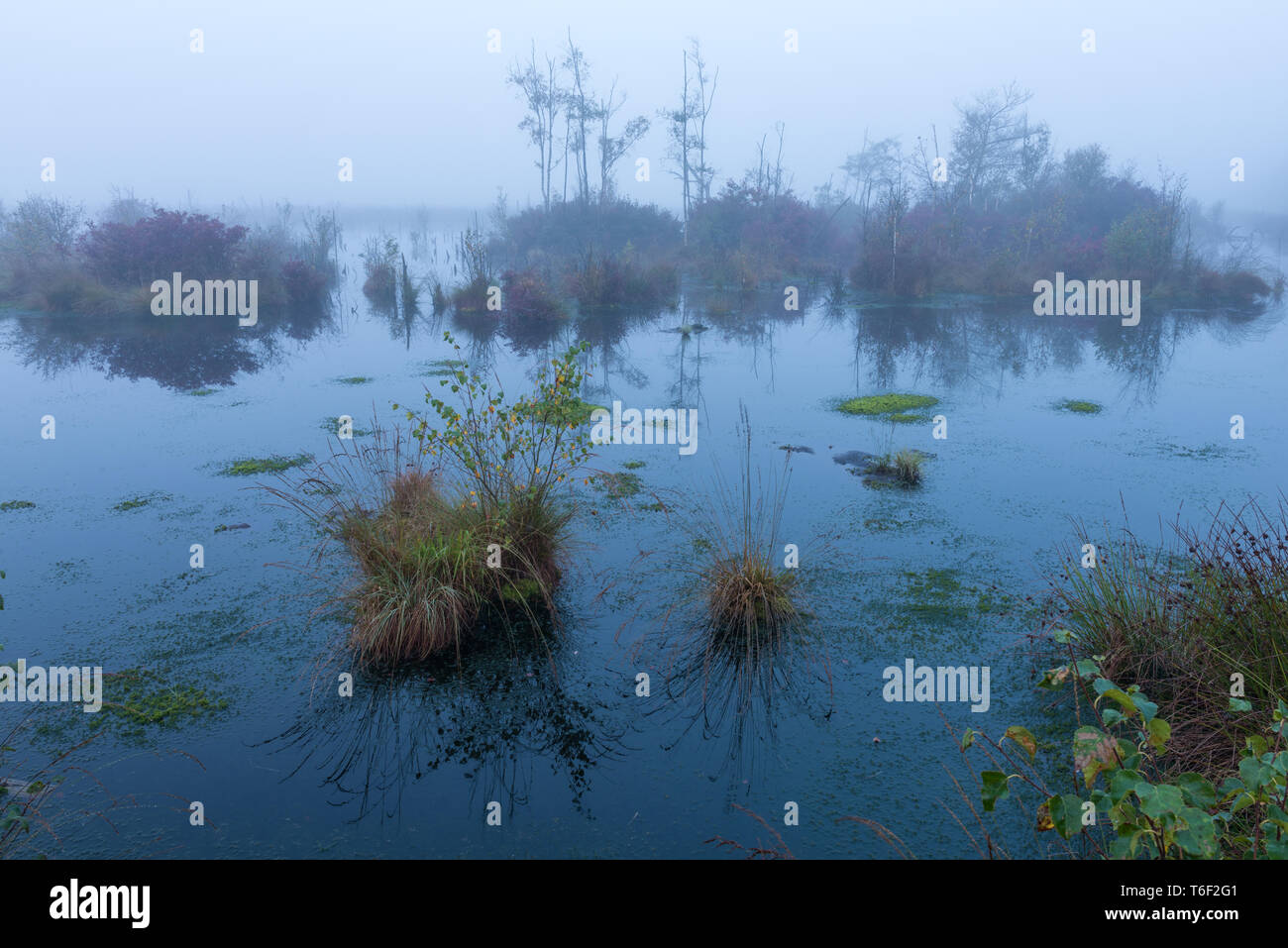 Marsh en Allemagne à l'automne Banque D'Images