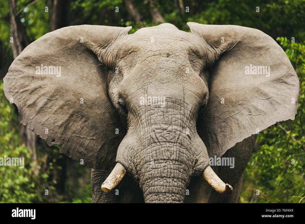 Dans l'éléphant d'Afrique, Botswana Moremi wildlife safari Banque D'Images