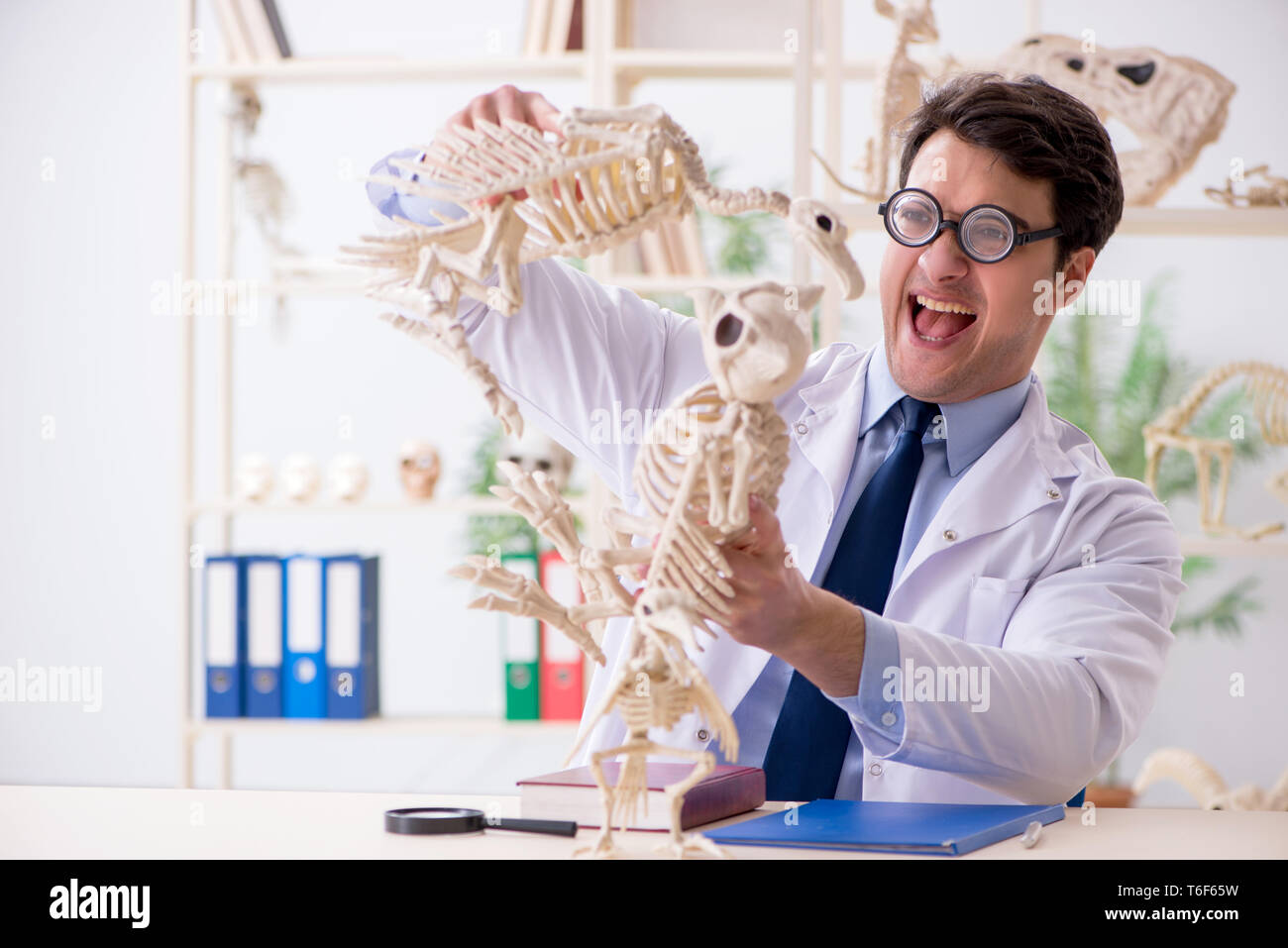 Le professeur fou drôle l'étude de squelettes d'animaux Banque D'Images