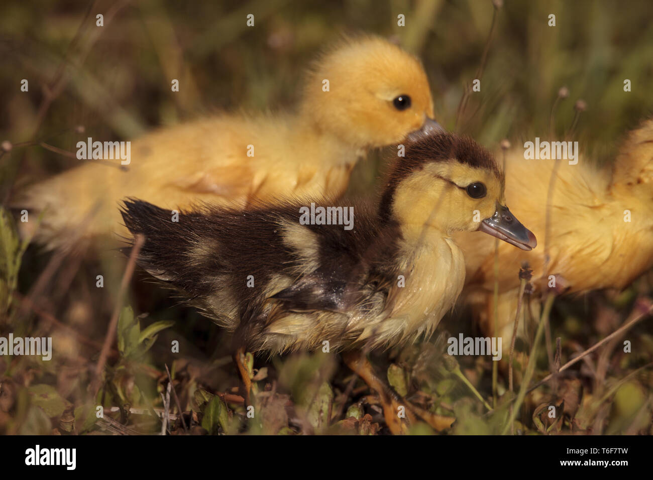 Bébé canetons de Barbarie Cairina moschata troupeau Banque D'Images