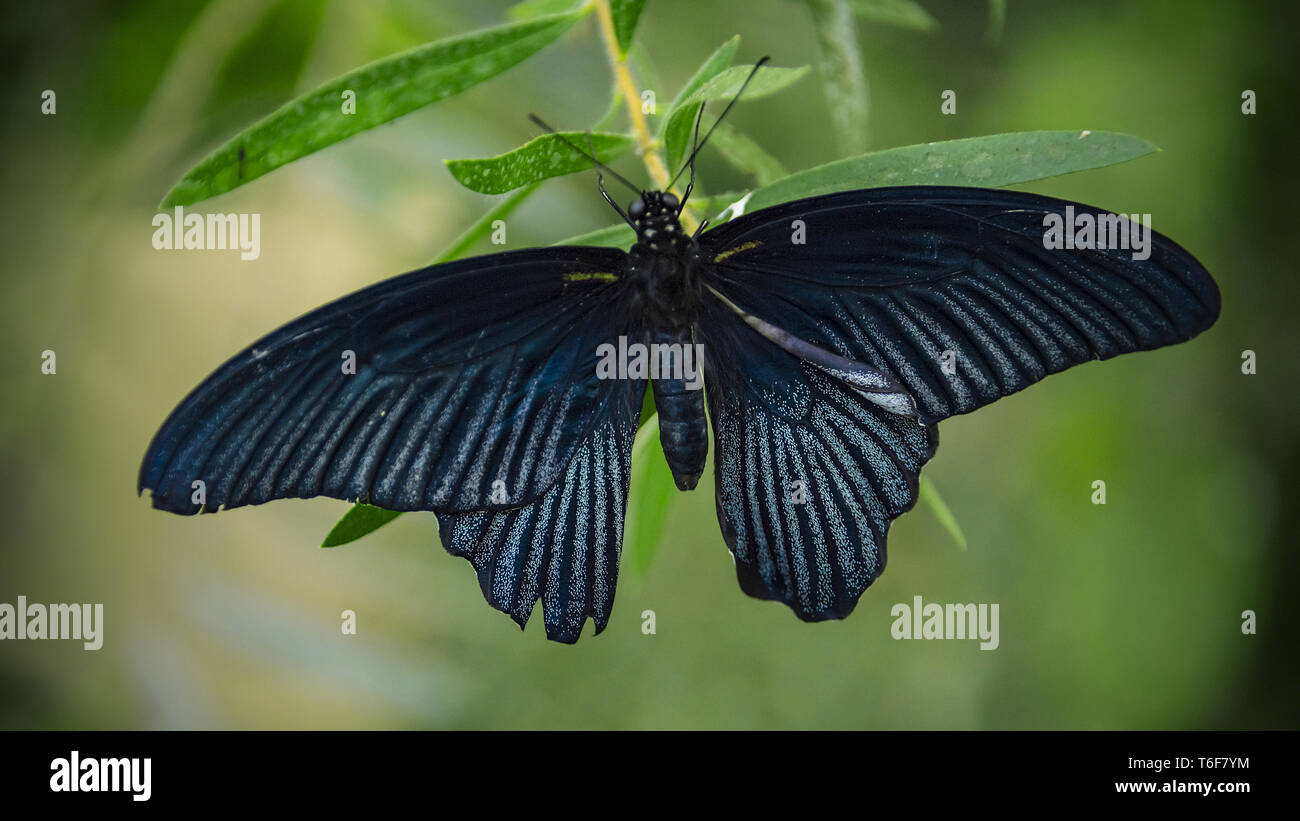 Homme grand Mormon Butterfly Banque D'Images