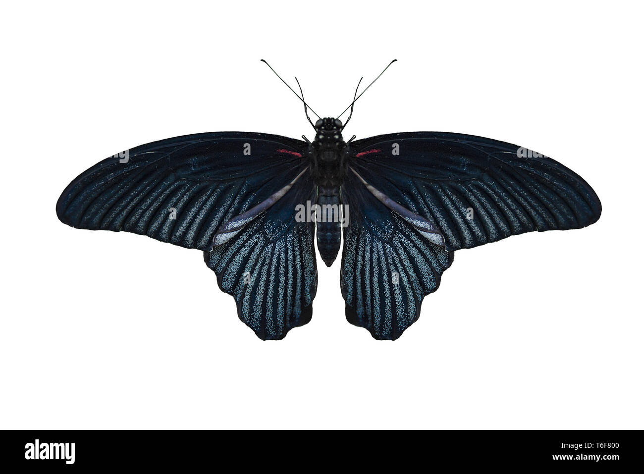 Grand Mormon papillon sur white Banque D'Images